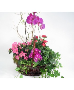 Blooming mix Grden & orchid Blooming mix Grden